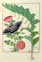 Mattheaus PlateariusによるThe Book of Simple Medicinesのバラとタデ（ソロモンシール）のイラスト
